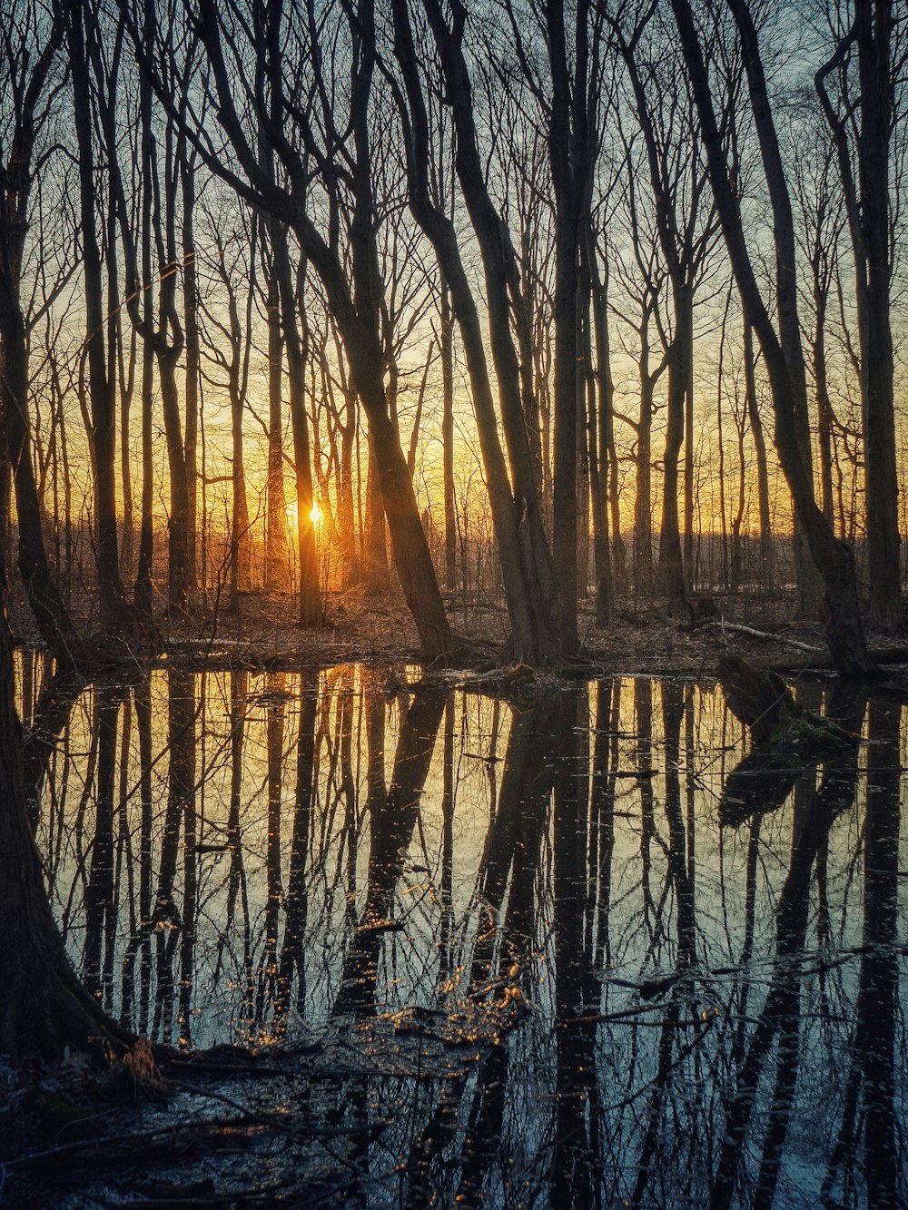 silhouette of trees on body of water during sunset