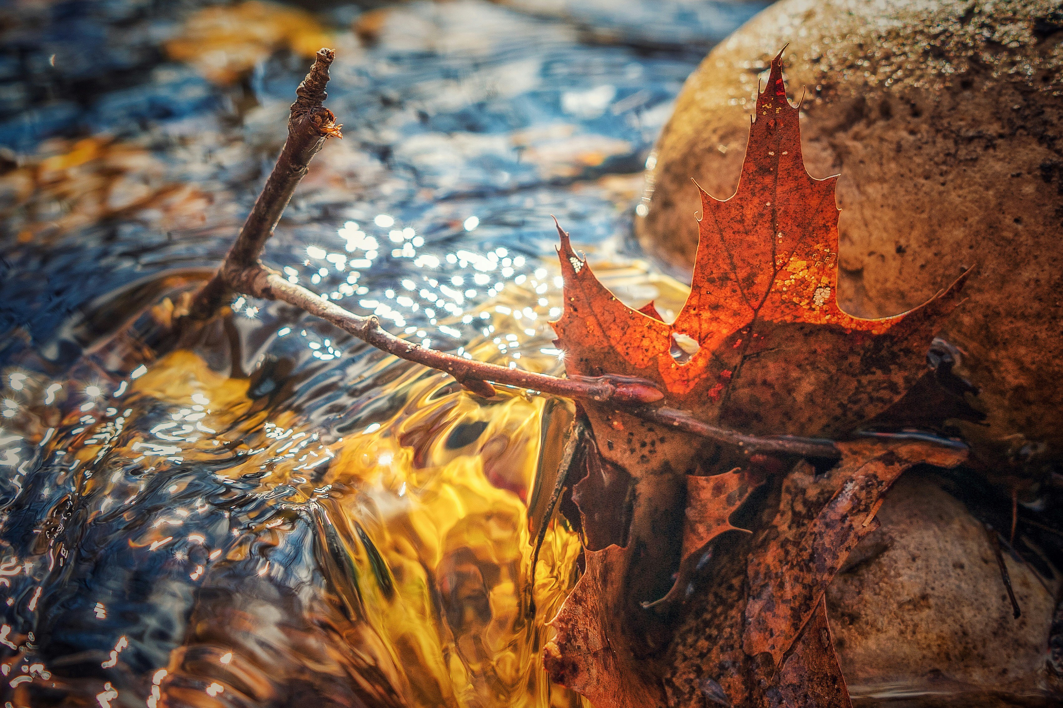 Autumn maple leaf rests on a rock beside a rippling stream, with sunlit water and reflections.