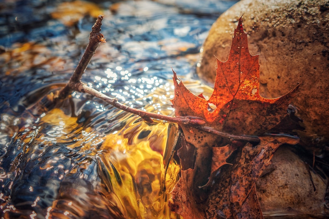 brown maple leaf on water