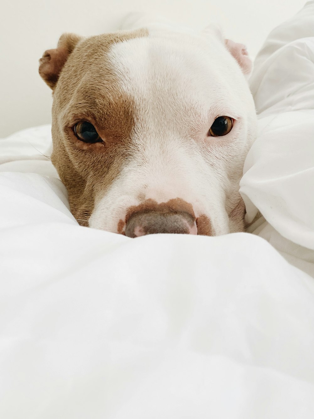 Mix di American Pitbull Terrier bianco e marrone sdraiato sul letto