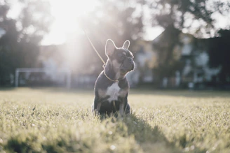 A confident American Staffordshire Terrier sitting proudly in a sunlit park.