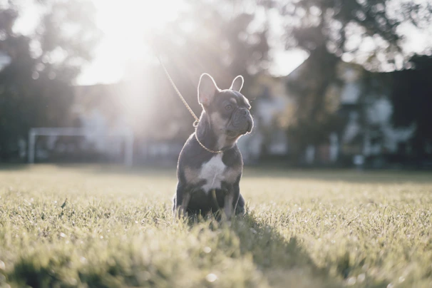 A confident American Staffordshire Terrier sitting proudly in a sunlit park.