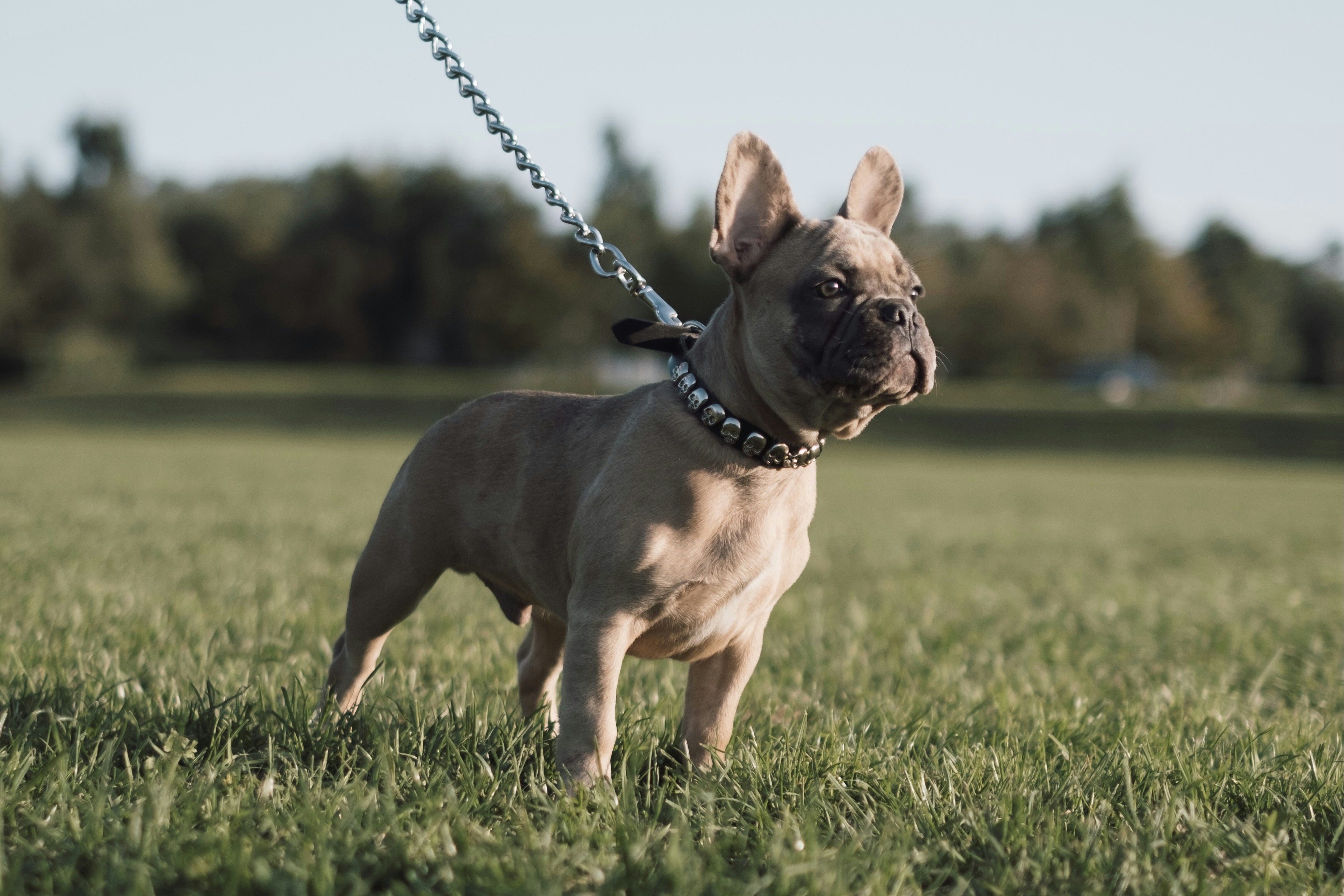 best dog food for french bulldogs