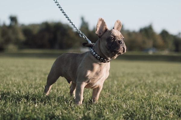 A small, muscular dog with a short coat and pointed ears stands alertly on a grassy field, attached to a metal chain leash. The background features a line of blurred trees under a clear sky.
