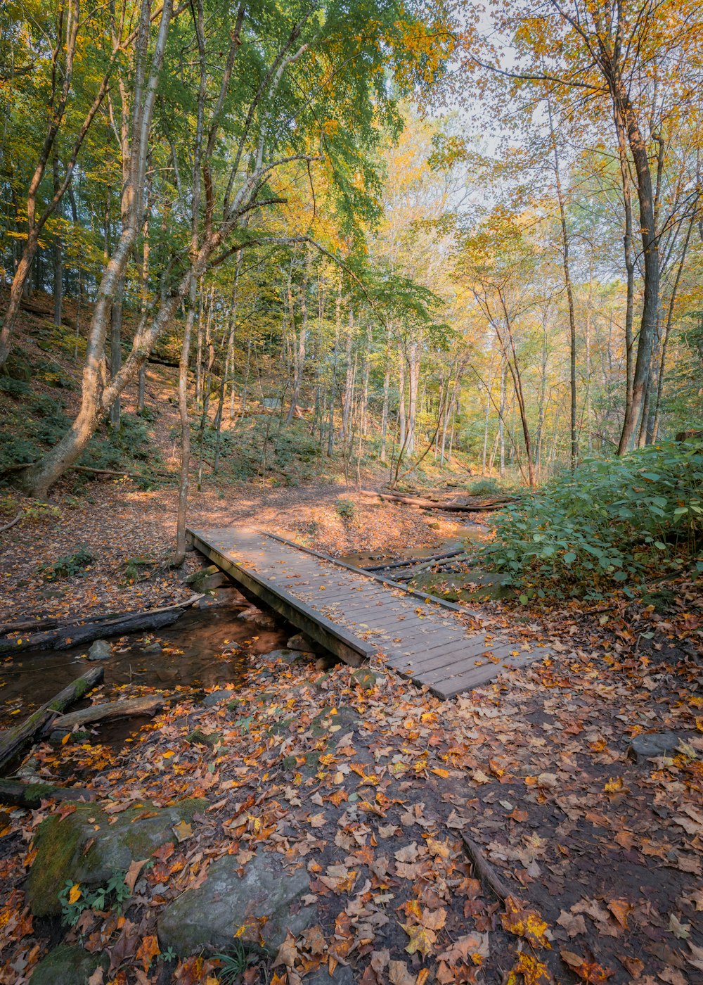 brown wooden bench on forest during daytime