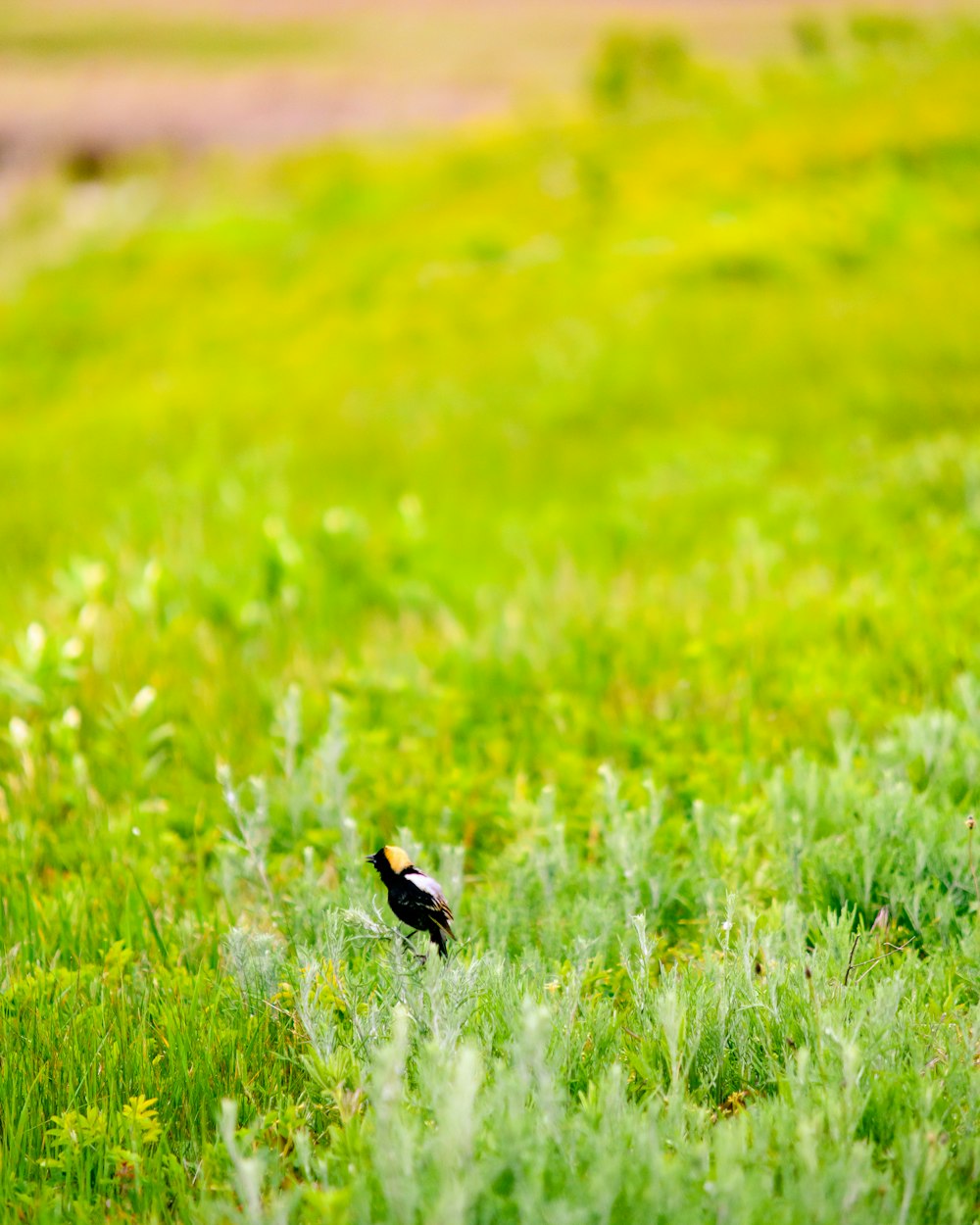 black bird on green grass during daytime