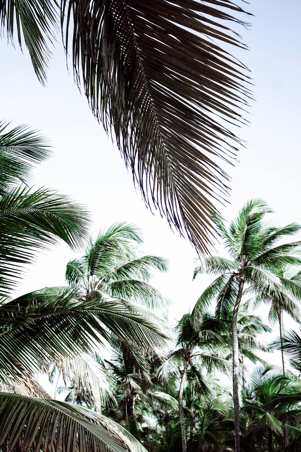 green palm tree under blue sky during daytime