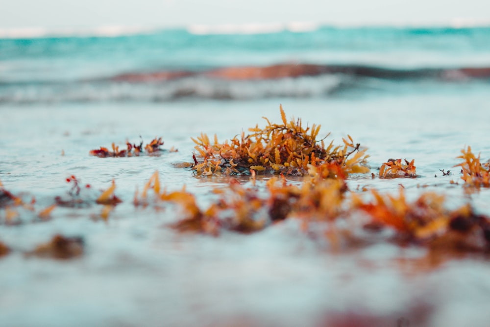 brown dried leaves on water during daytime