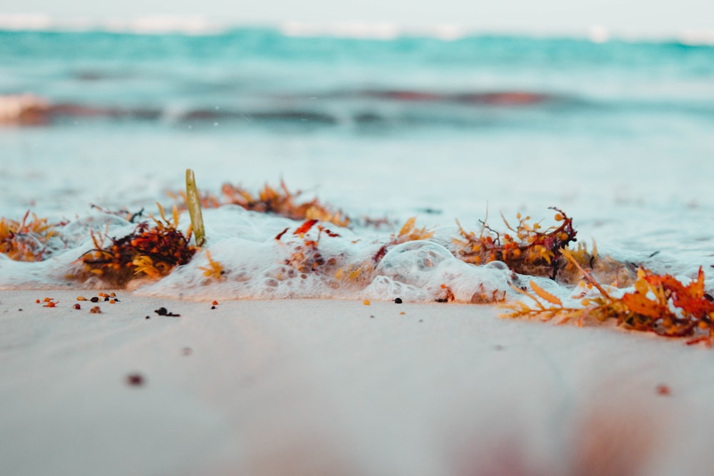 brown leaves on white sand near body of water during daytime