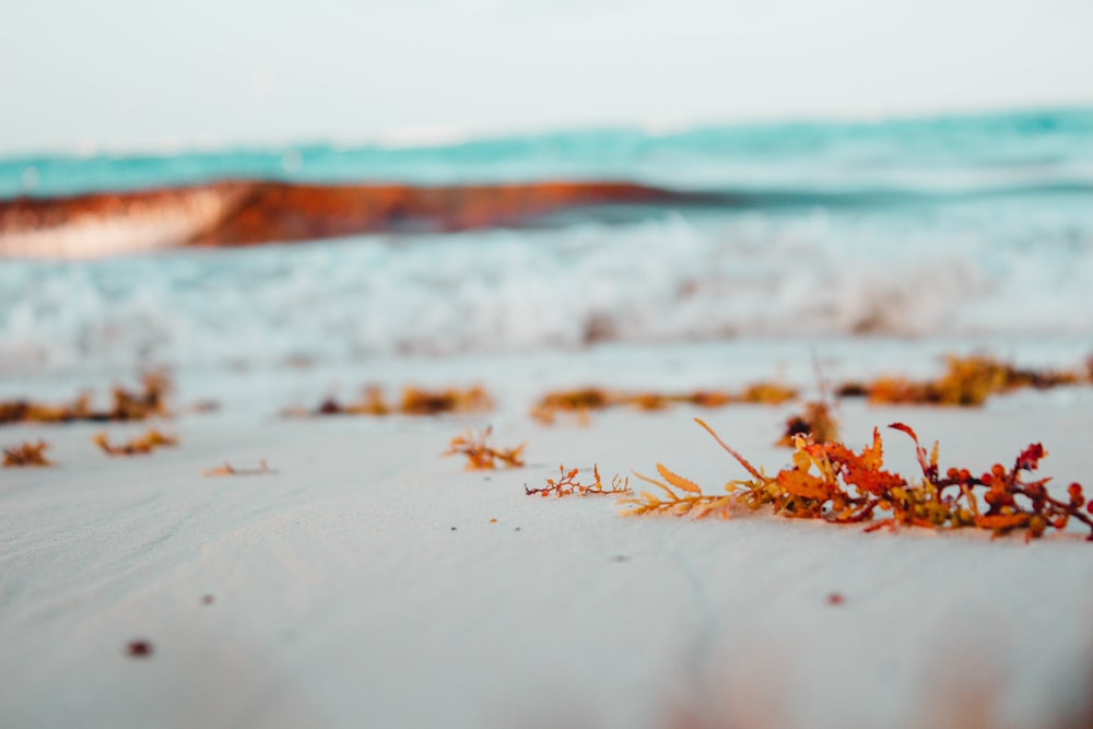 brown dried leaves on white sand beach during daytime