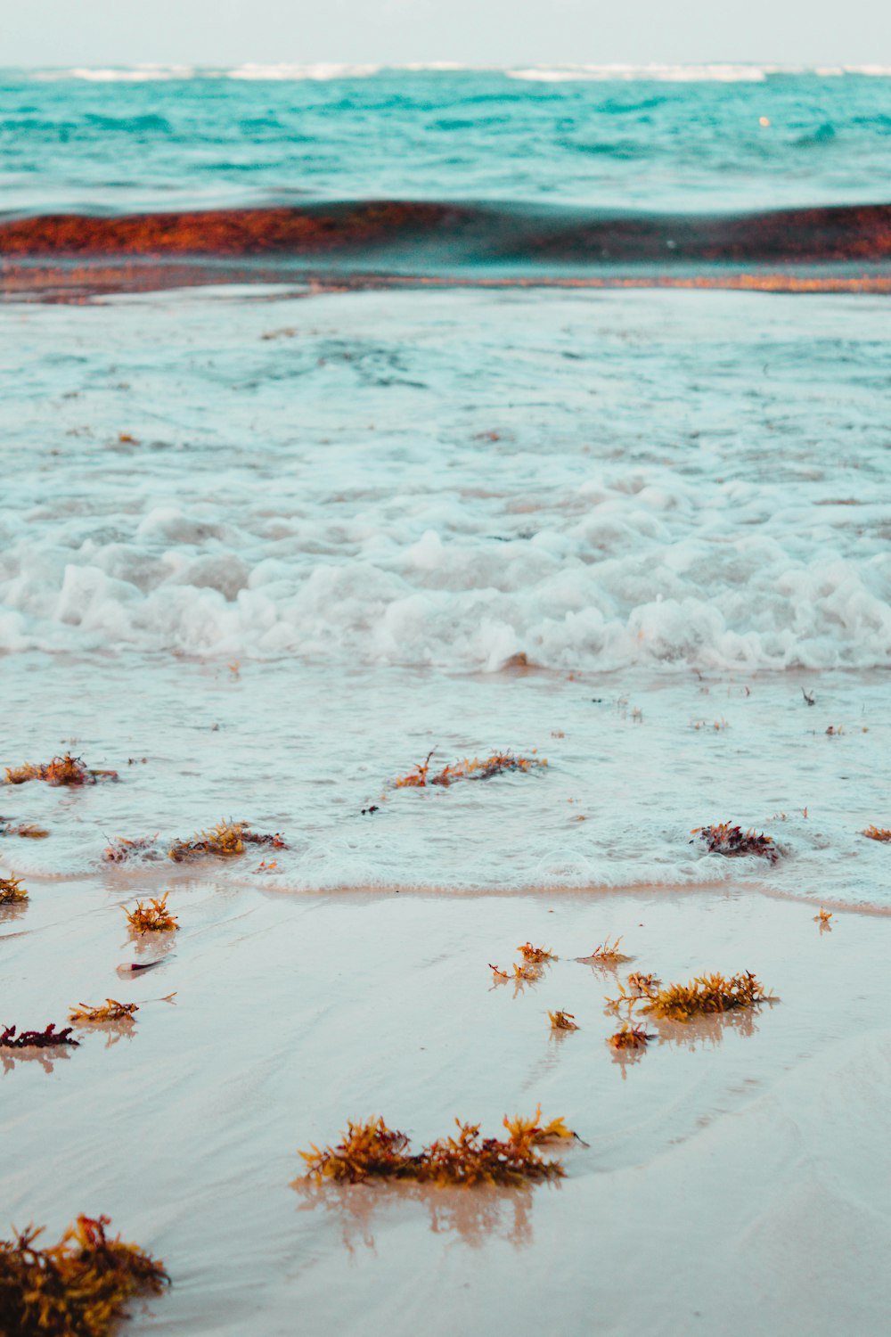 brown leaves on white sand near body of water during daytime