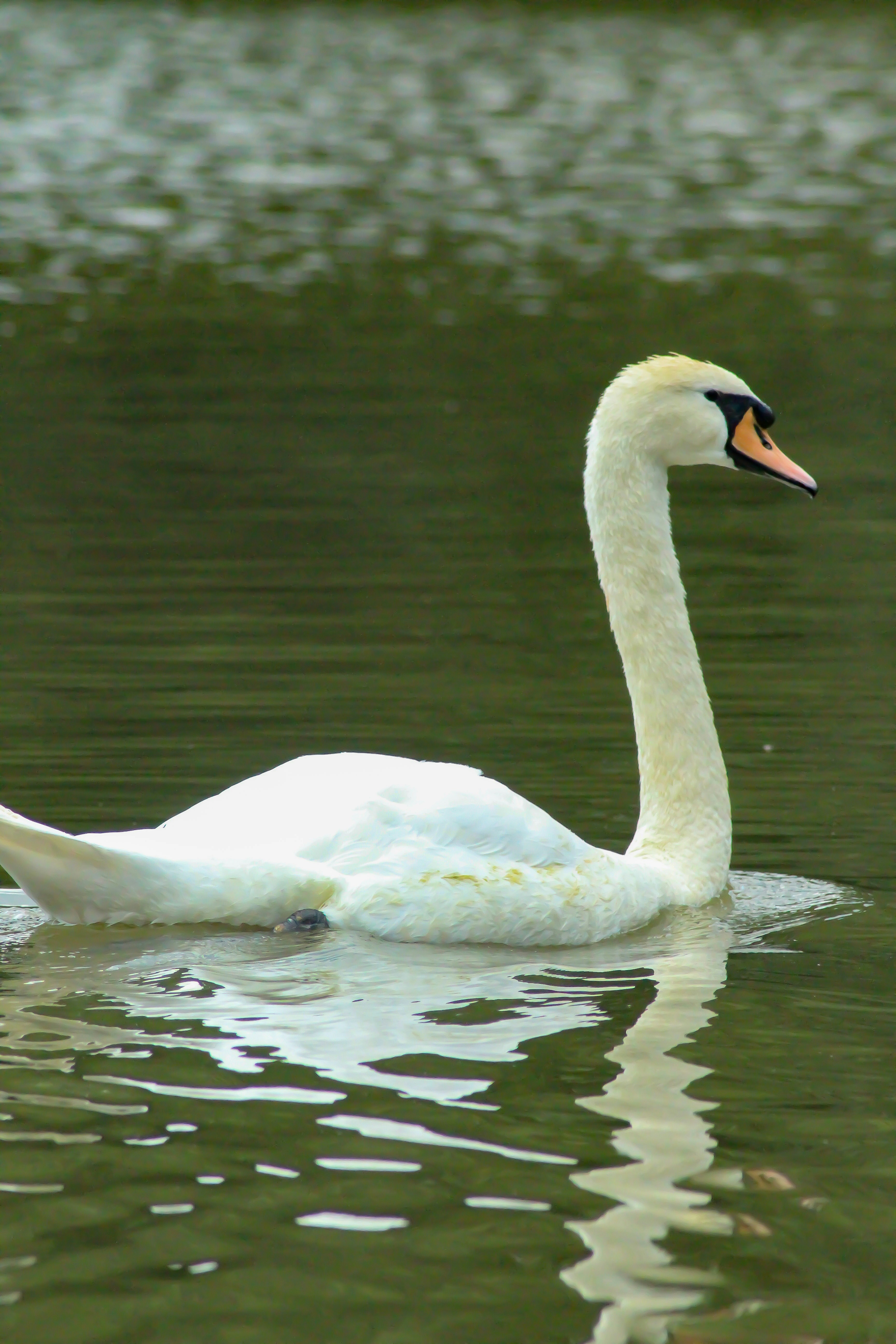 Weißer Schwan tagsüber auf dem Wasser