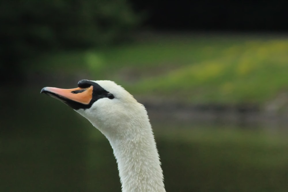 a close up of a goose near a body of water