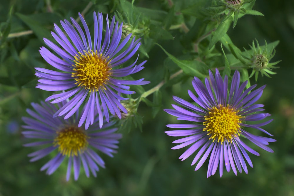 purple flower in tilt shift lens