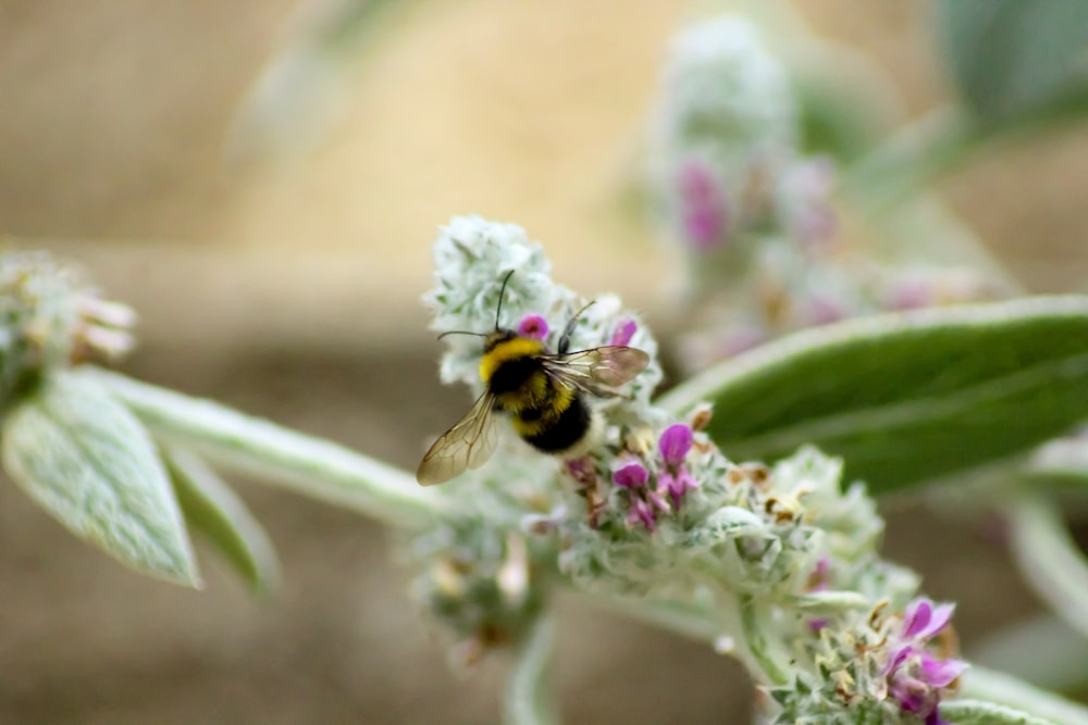 black and yellow bee on purple flower