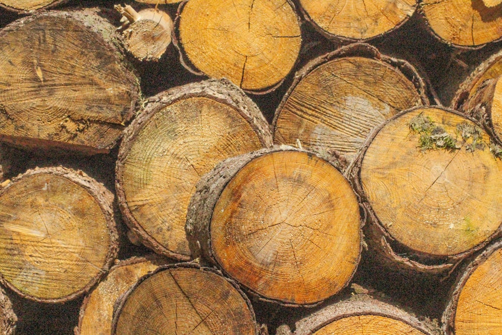 brown and black wood logs