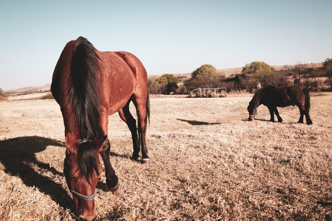 brown horse on brown field during daytime