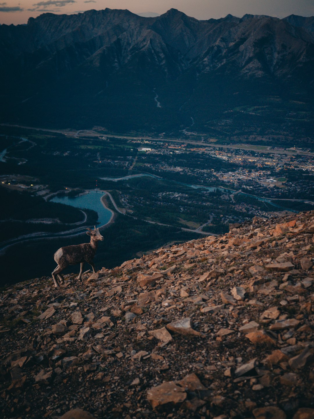 brown deer on rocky ground during daytime