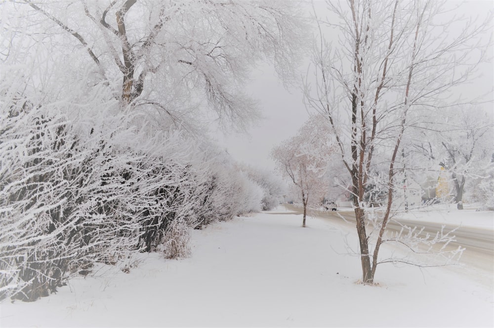 alberi spogli coperti dalla neve durante il giorno