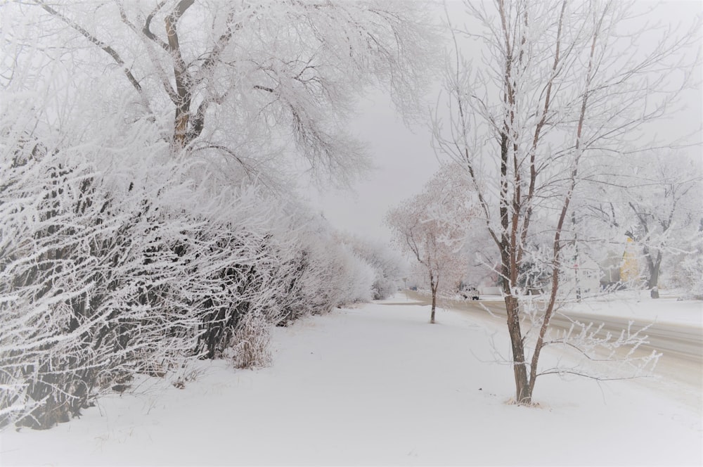 árvores nuas cobertas de neve durante o dia