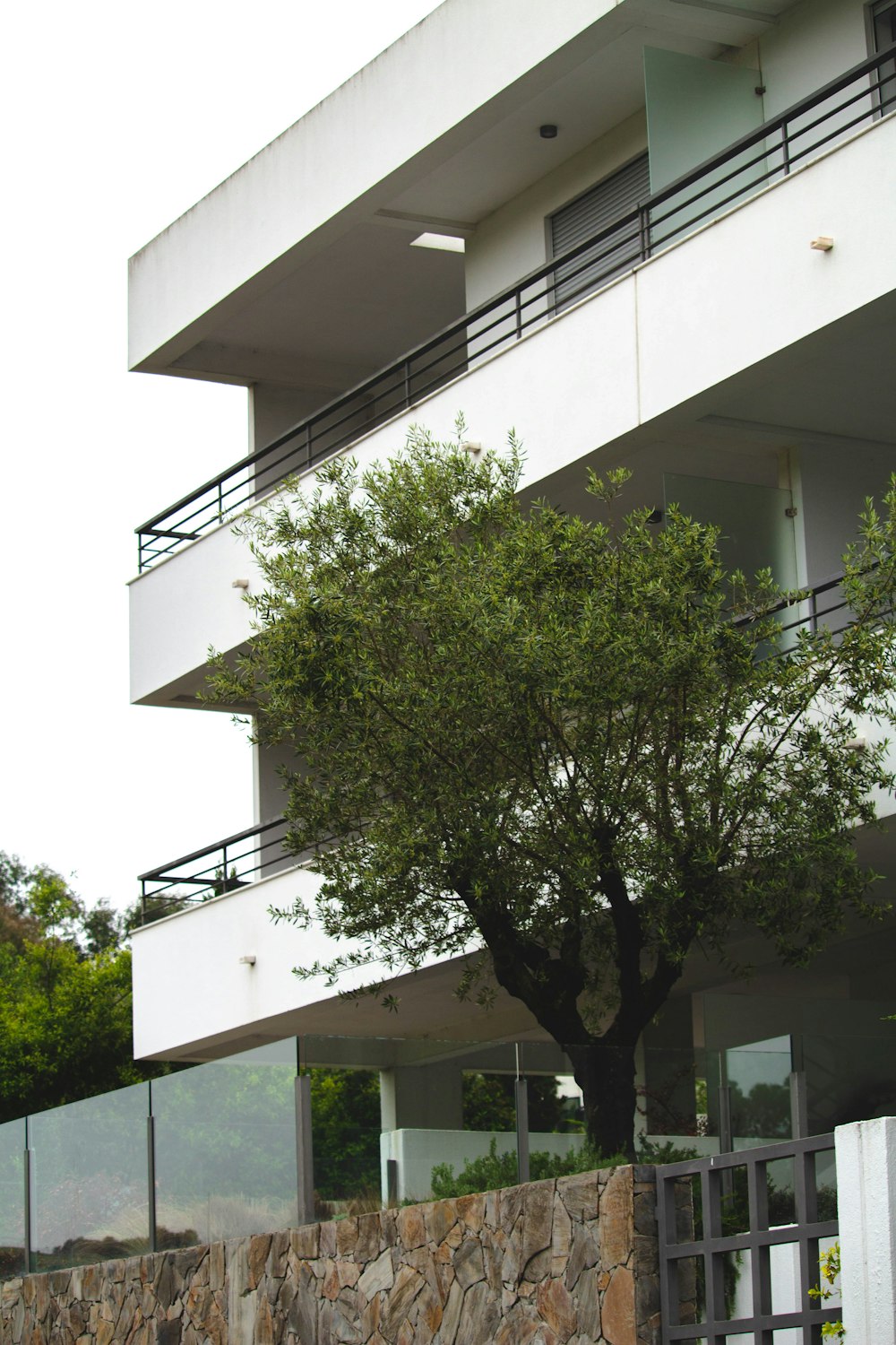 green tree beside white concrete building