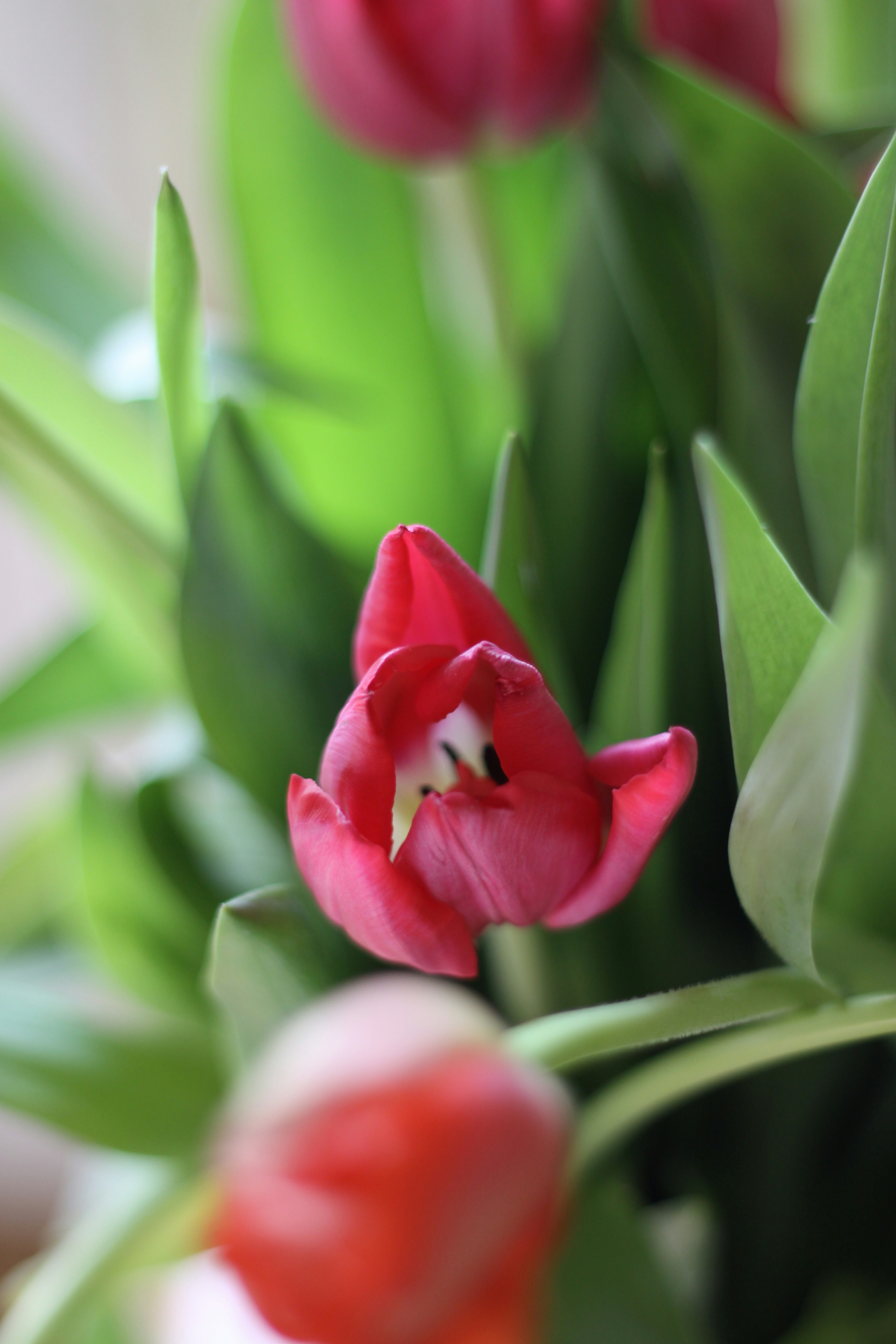 Photo by lilianflower