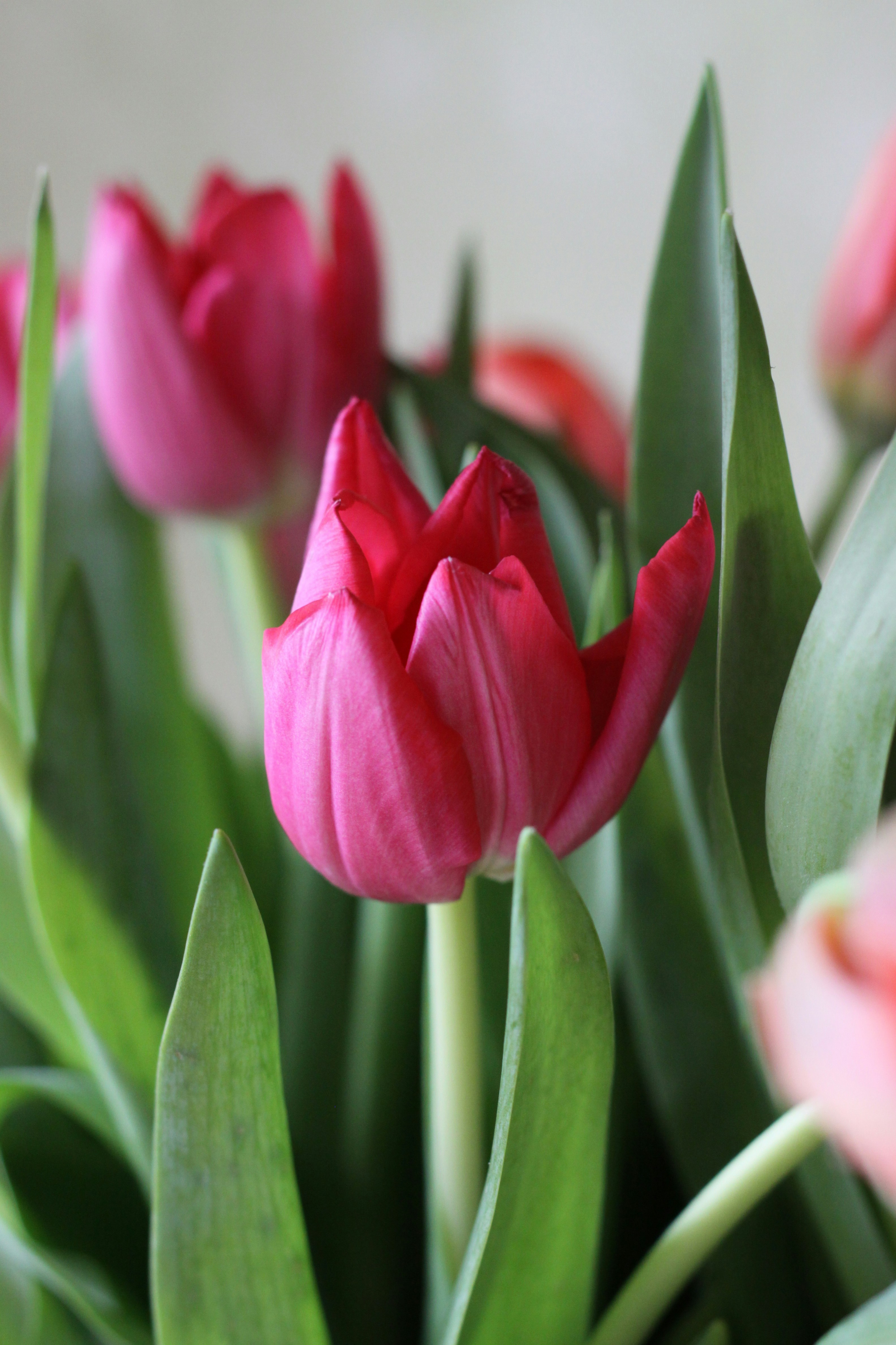 Photo by lilianflower