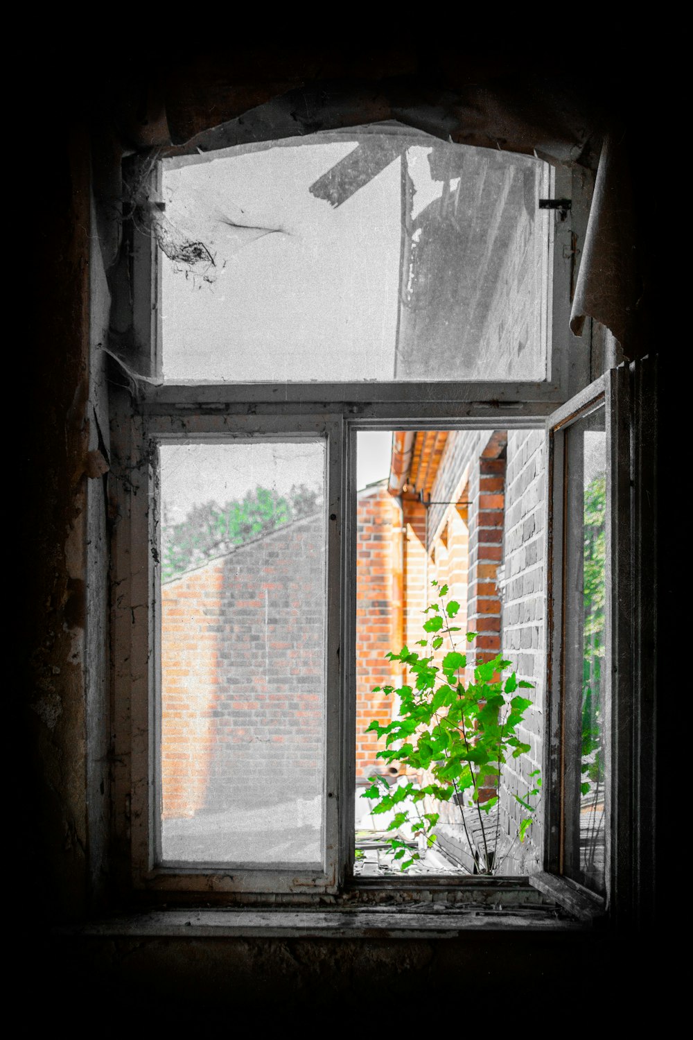 green plant on window during daytime