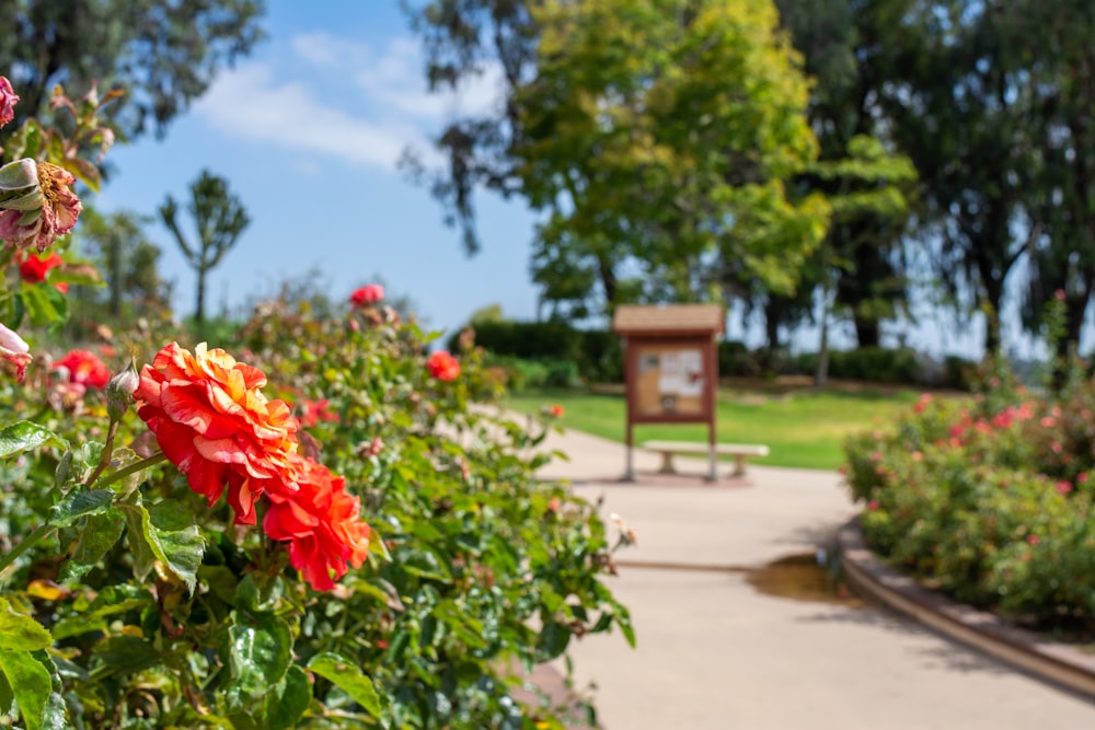 a flower garden with a bench in the background