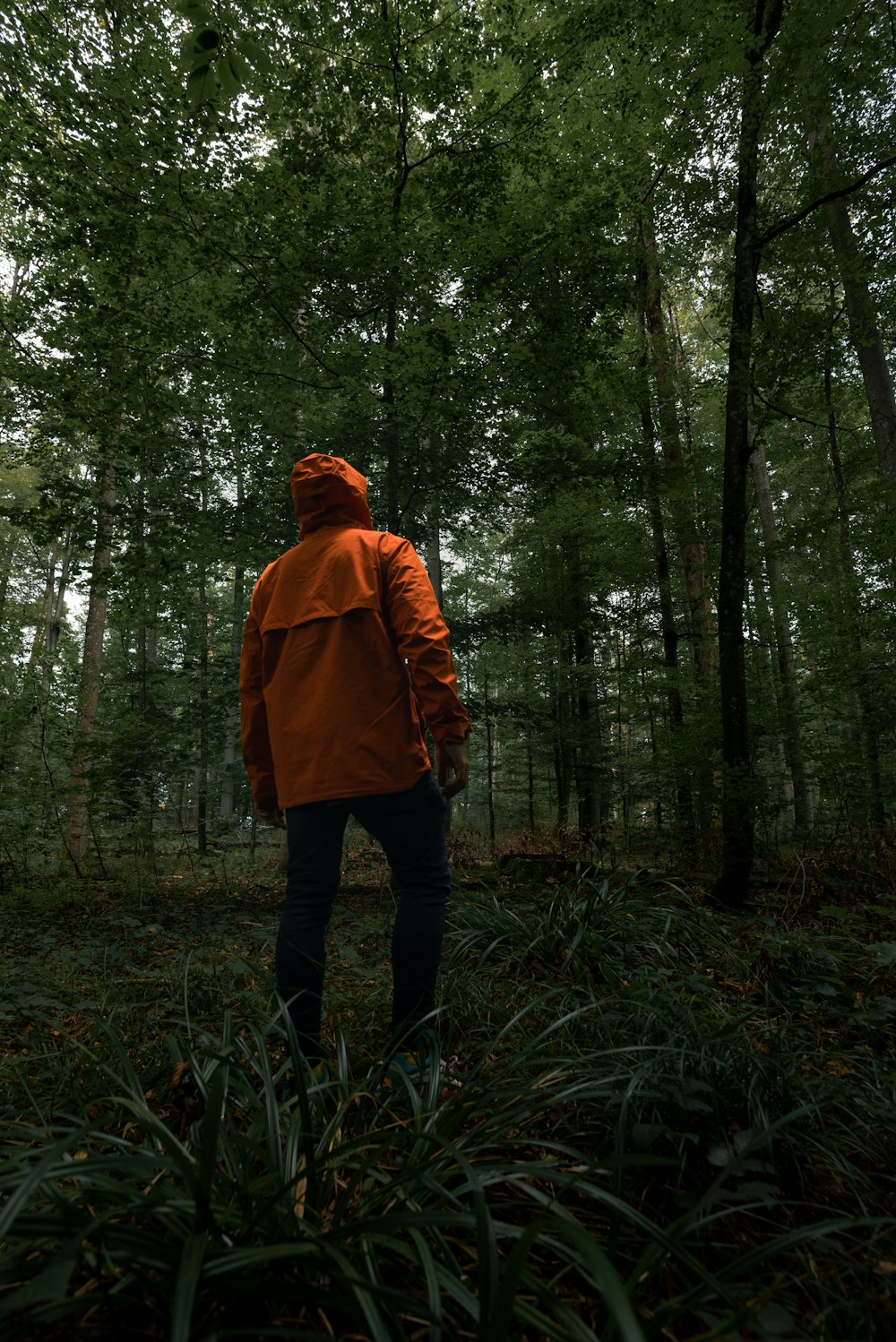 Personne en sweat à capuche marron debout dans la forêt pendant la journée