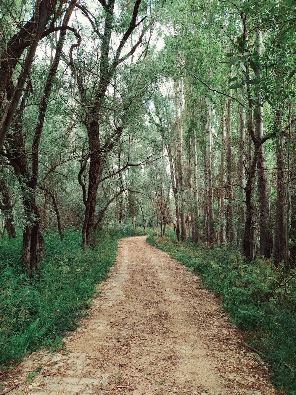 estrada de terra marrom entre grama verde e árvores durante o dia