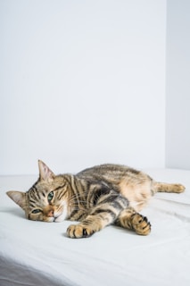 a cat laying on top of a bed next to a white wall