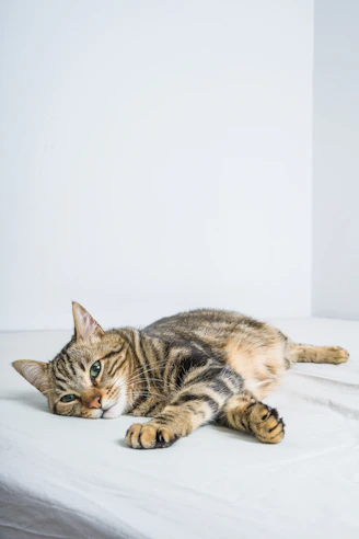 a cat laying on top of a bed next to a white wall