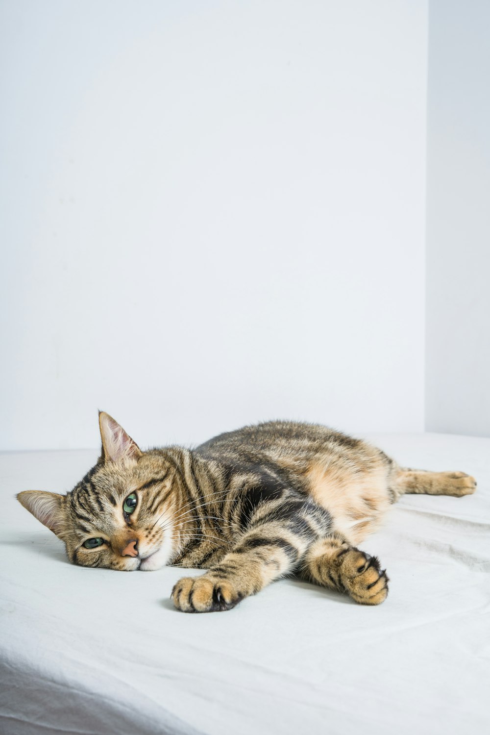 Eine Katze liegt auf einem Bett neben einer weißen Wand