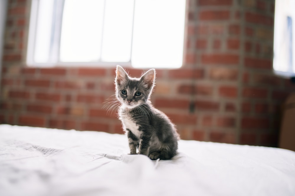 black and white kitten on white textile