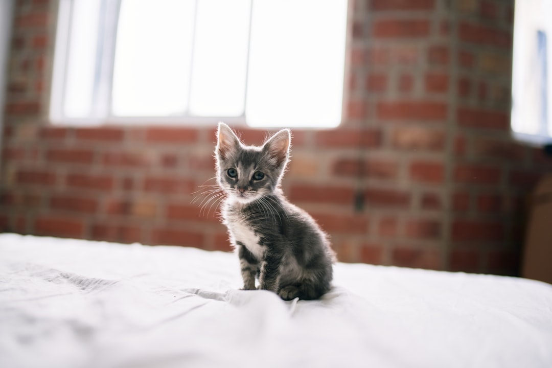 Tiny little gray and white kitten