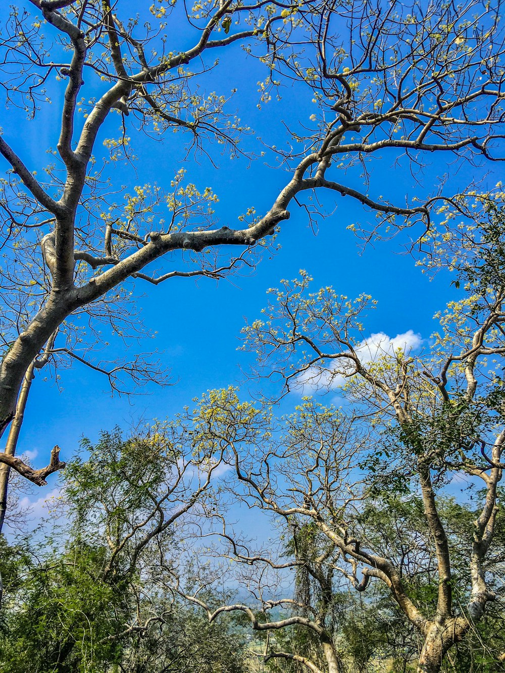 green trees under blue sky during daytime