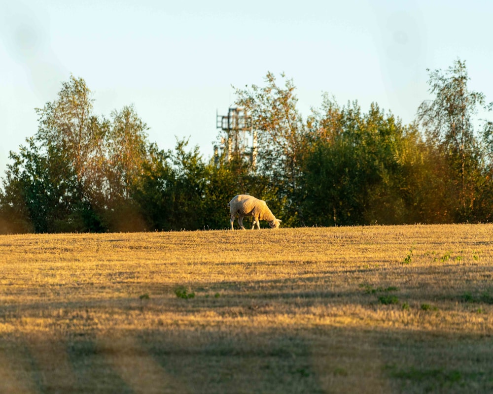 昼間の茶色の草原の茶色の羊