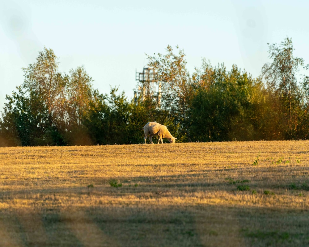 Pecora marrone sul campo di erba marrone durante il giorno