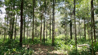green trees and plants during daytime