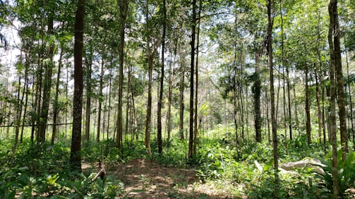 green trees and plants during daytime