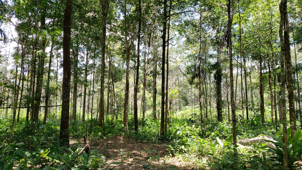 green trees and plants during daytime