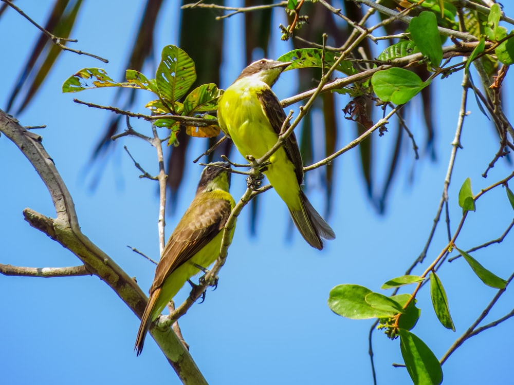 yellow bird on green tree branch during daytime