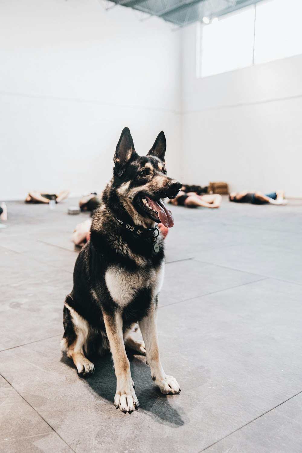 black and tan german shepherd sitting on white floor tiles during daytime