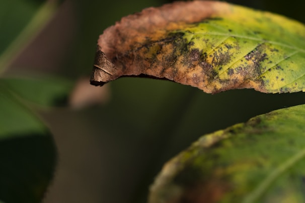 Close-up of a leaf showing early signs of fungal infection under experimental conditions.