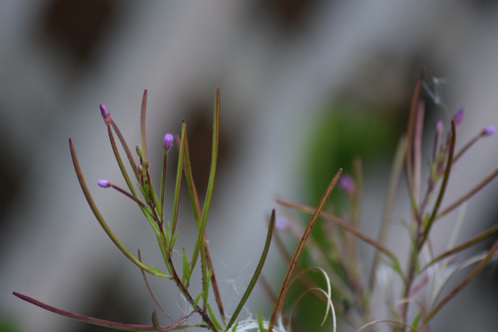 Lila und grüne Pflanze in Nahaufnahmen