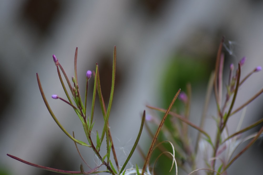 purple and green plant in close up photography