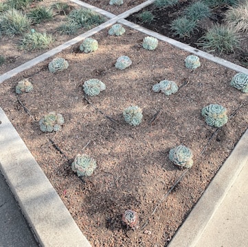 Modern geometric garden frame with succulents and stones.