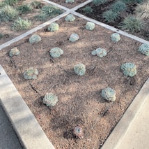 Succulent plants arranged in a rectangular garden bed with a dirt surface. The succulents are spaced evenly, each with a rosette shape and a greyish-green color. The garden bed is bordered by a concrete edge, and there is scattered light and shadows across the scene.