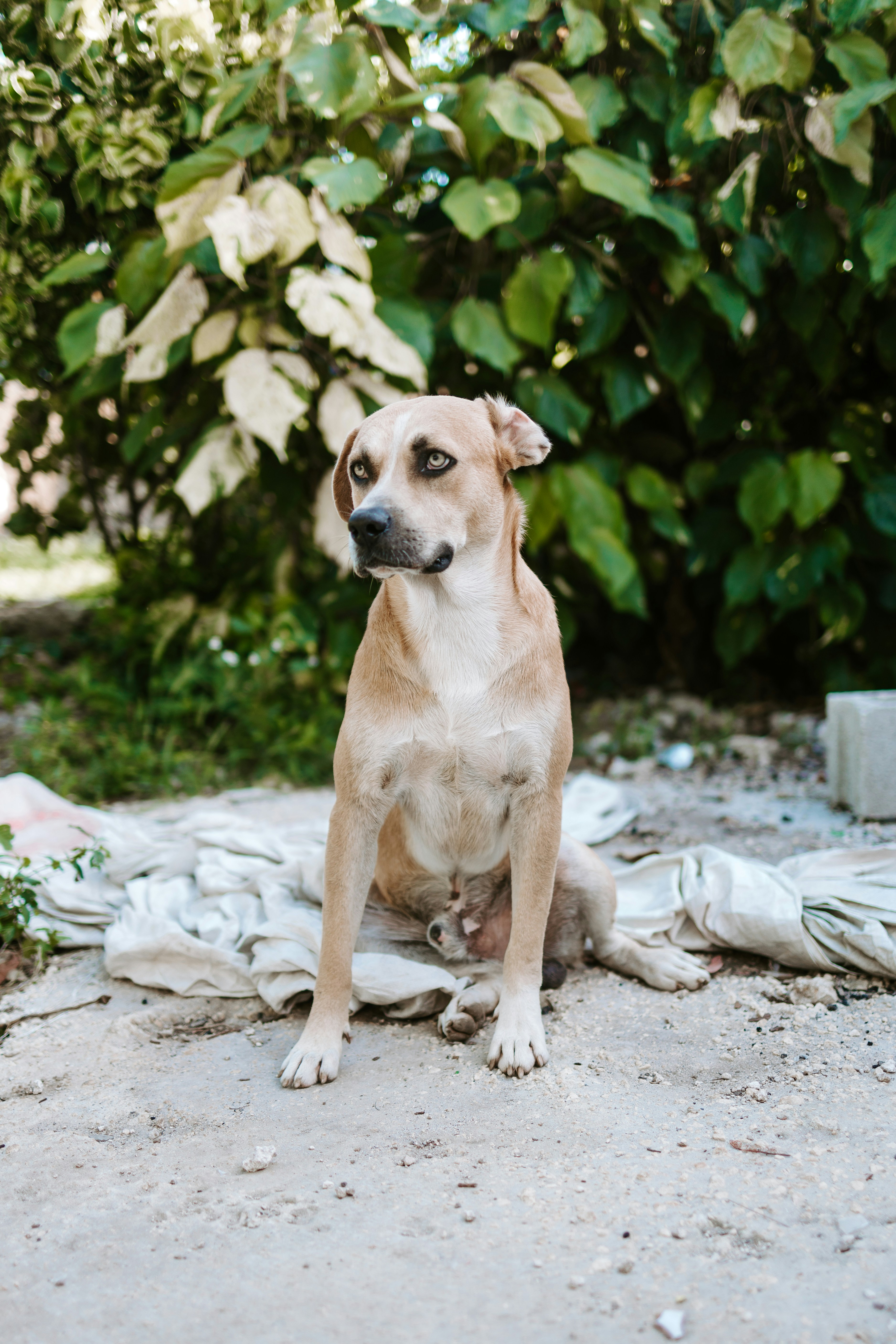 brown and white short coated dog sitting on gray concrete floor during daytime
